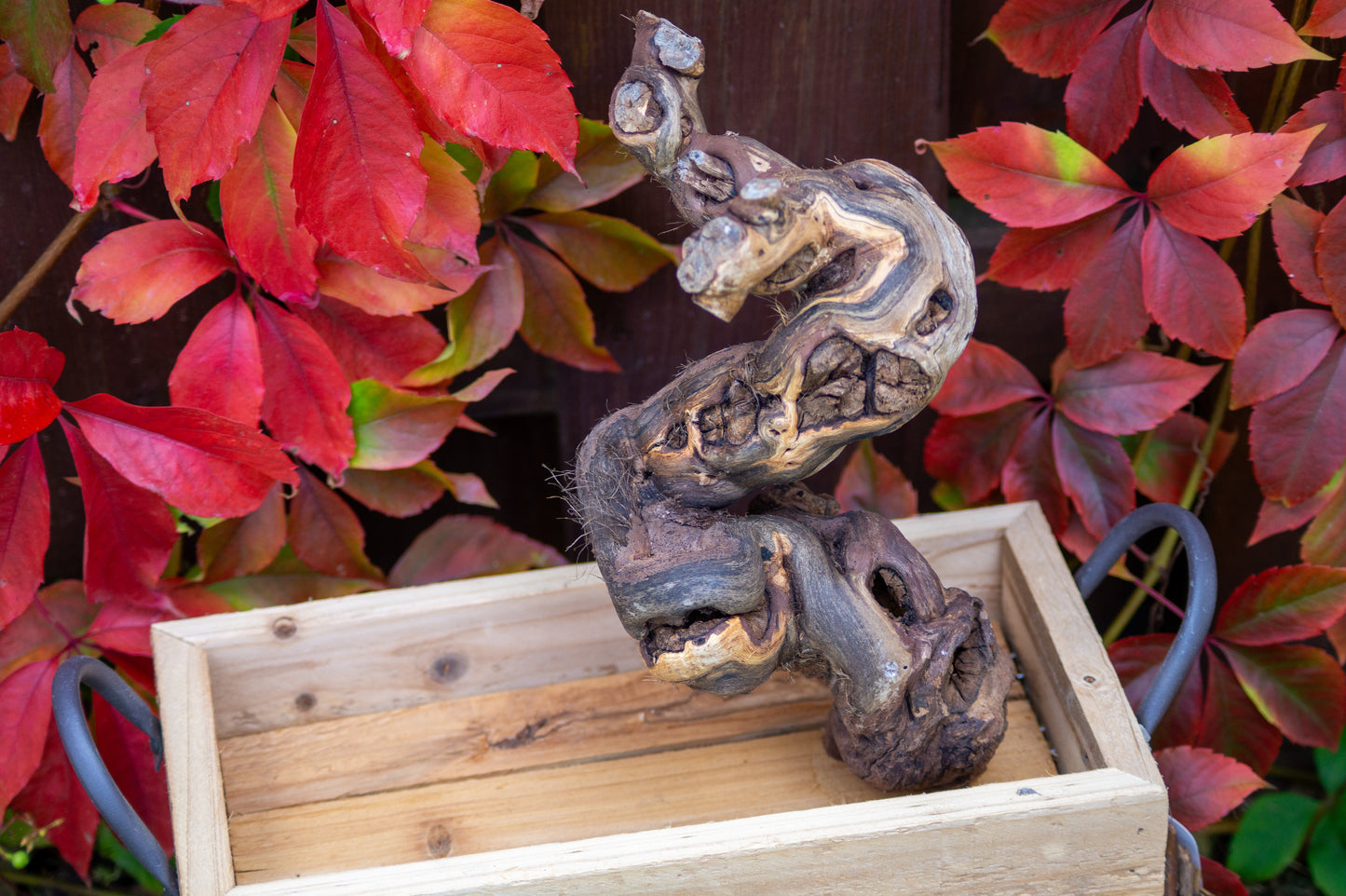 Freisitz Weinrebe auf Tablett mit Griffen (Unikat) -NR.1-