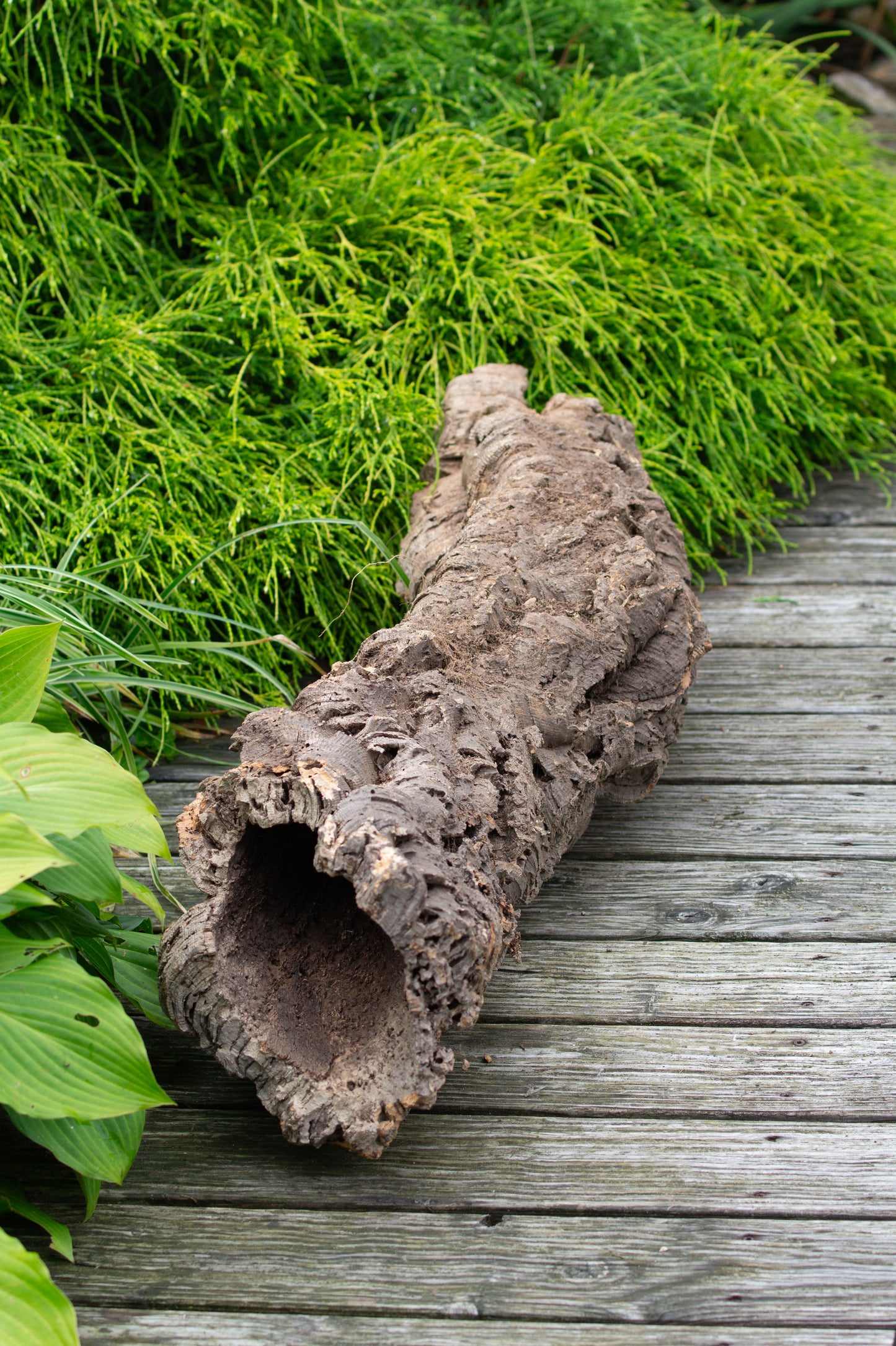 Kork - Röhre -Nr.15- Lang