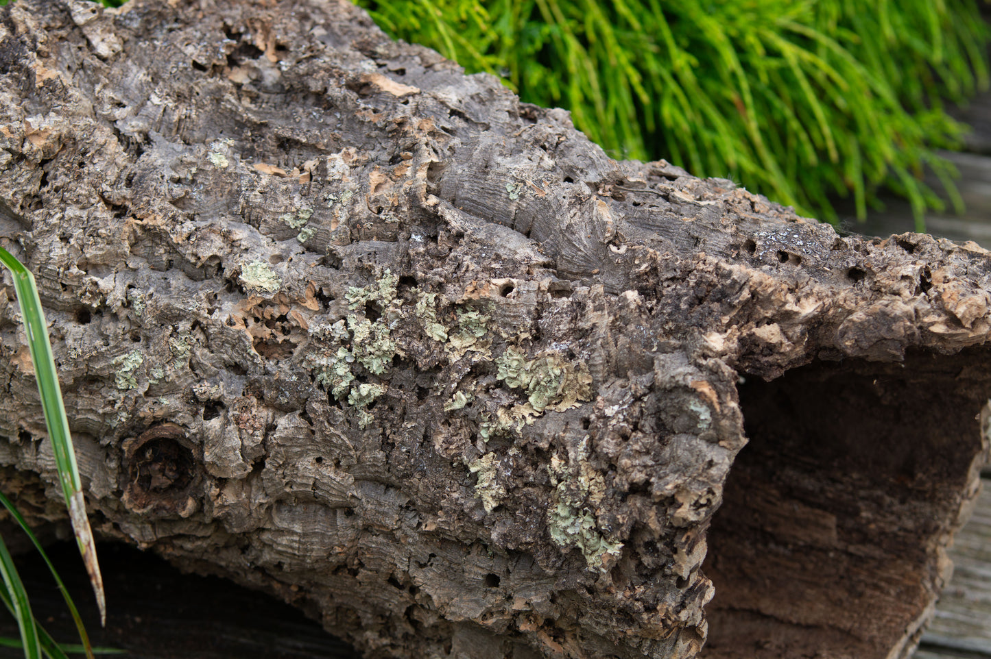 Kork - Röhre -Nr.3-