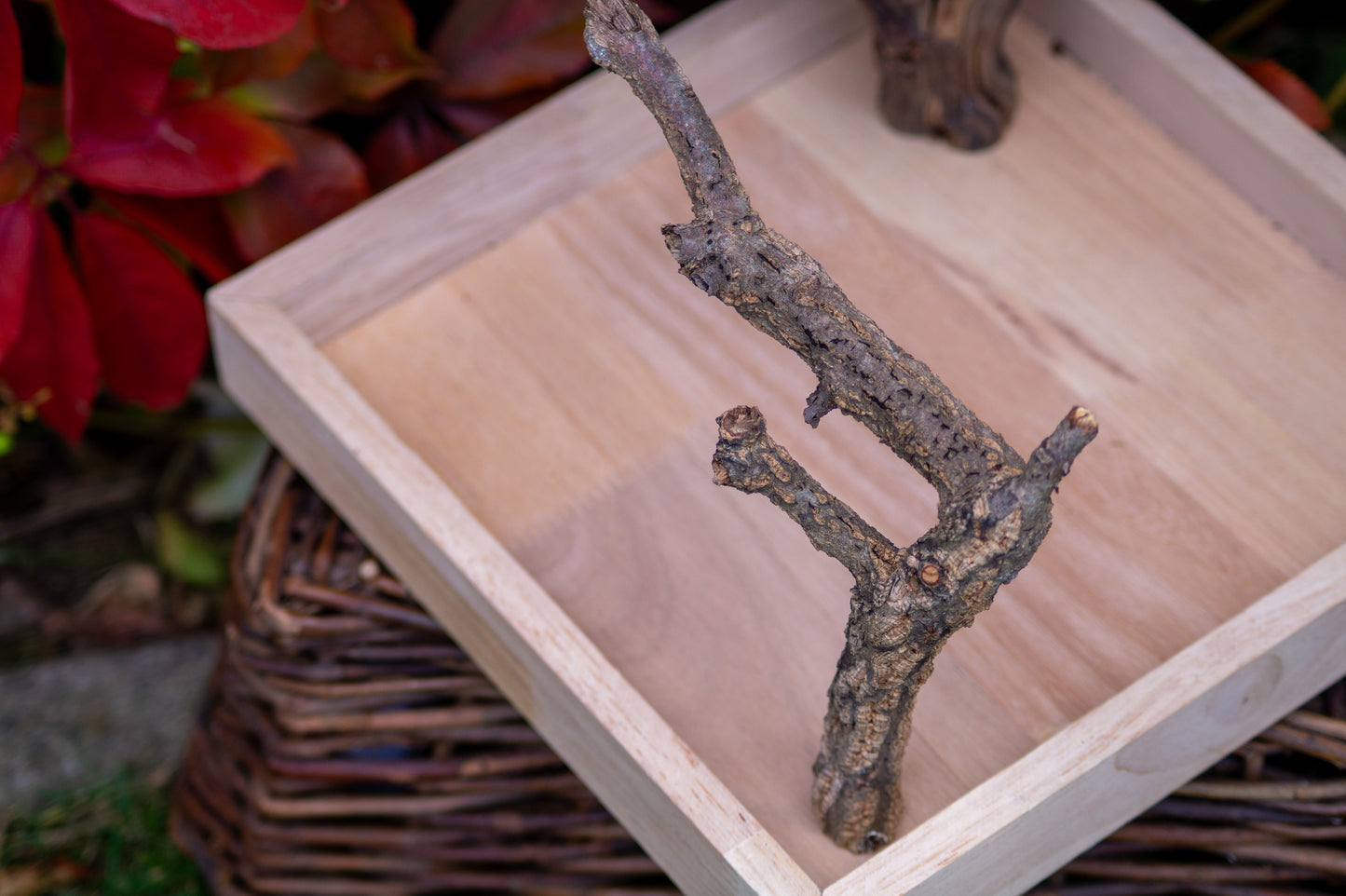 Freisitz Weinrebe & Kork mit Wühlkiste Nr.4 (Unikat)