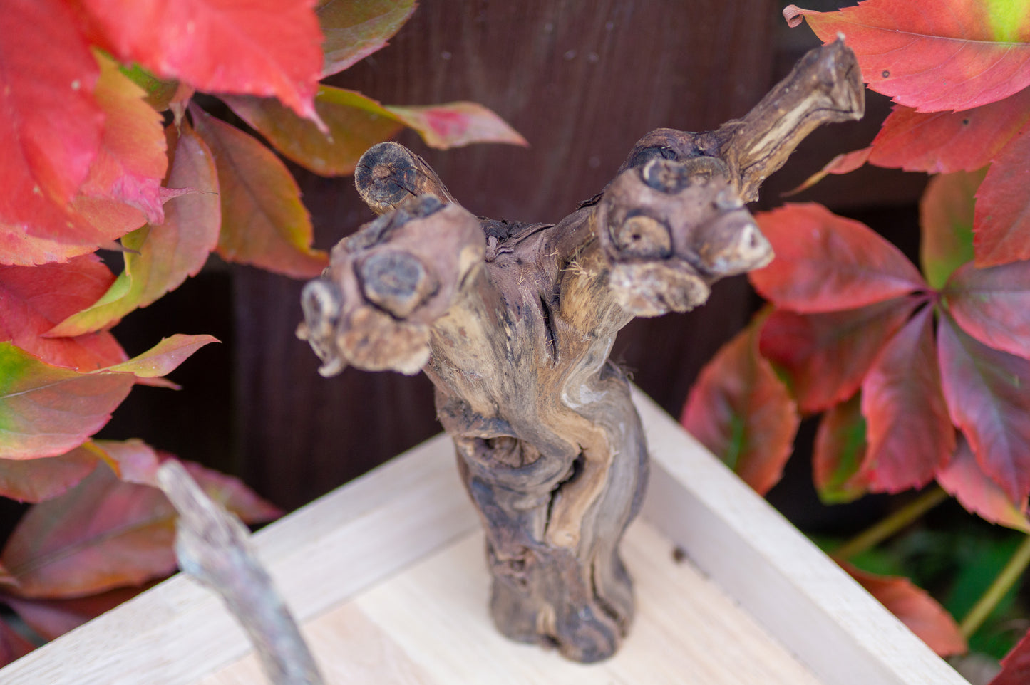 Freisitz Weinrebe & Kork mit Wühlkiste Nr.4 (Unikat)