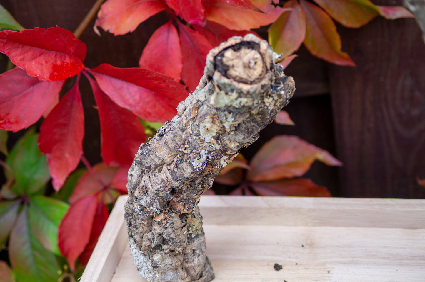 Freisitz Korkast auf Tablett (Unikat) -NR.1-