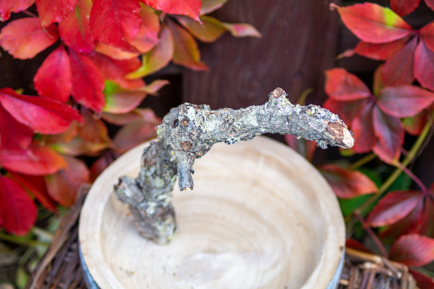 Freisitz Kork mit Wühlschale Nr. 2 (Unikat)