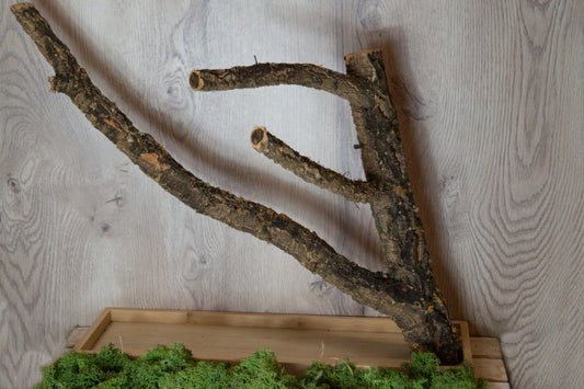 Freisitz Korkast auf Tablett Nr.2 (Unikat)