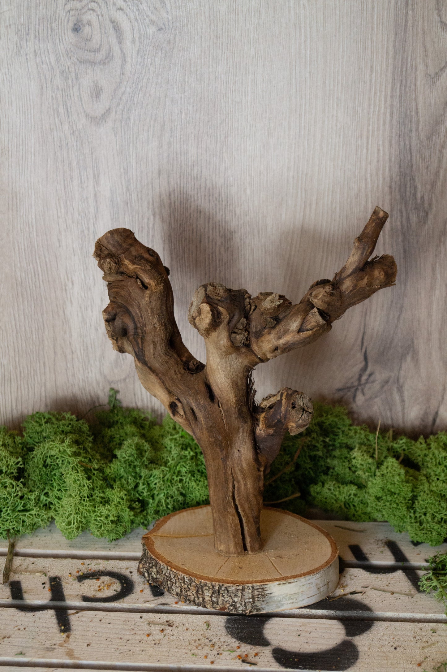 Freisitz Weinrebe auf runter Birke (Unikat) -NR.1-