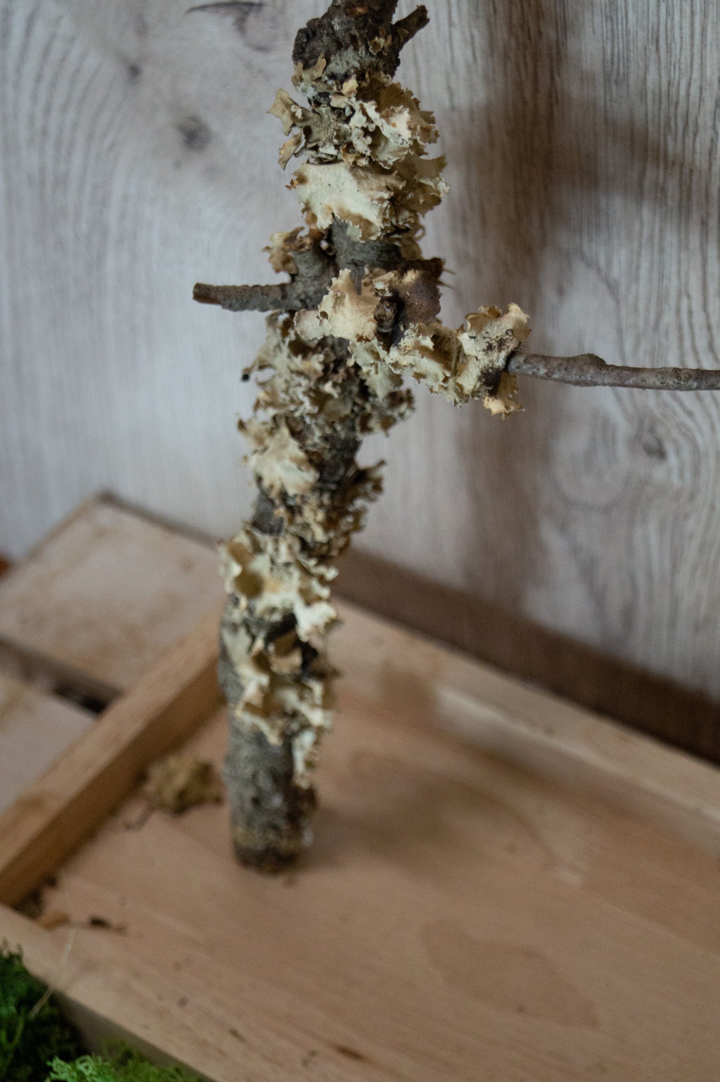 Freisitz mit doppeltem Korkast auf schmalen Tablett (Unikat) -NR.1-