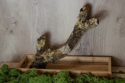 Freisitz mit dickem Korkast auf Tablett Nr.1 (Unikat)