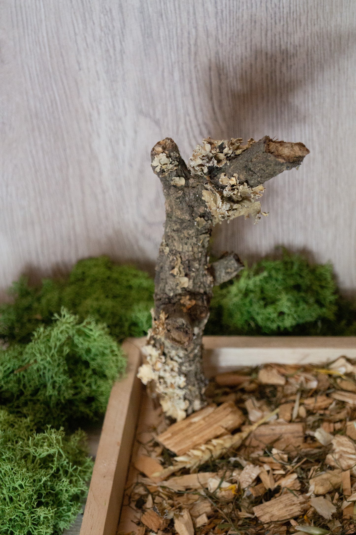 Freisitz aus Kork & dicker Weinrebe mit quadratischer Wühlkiste Nr.2 (Unikat)