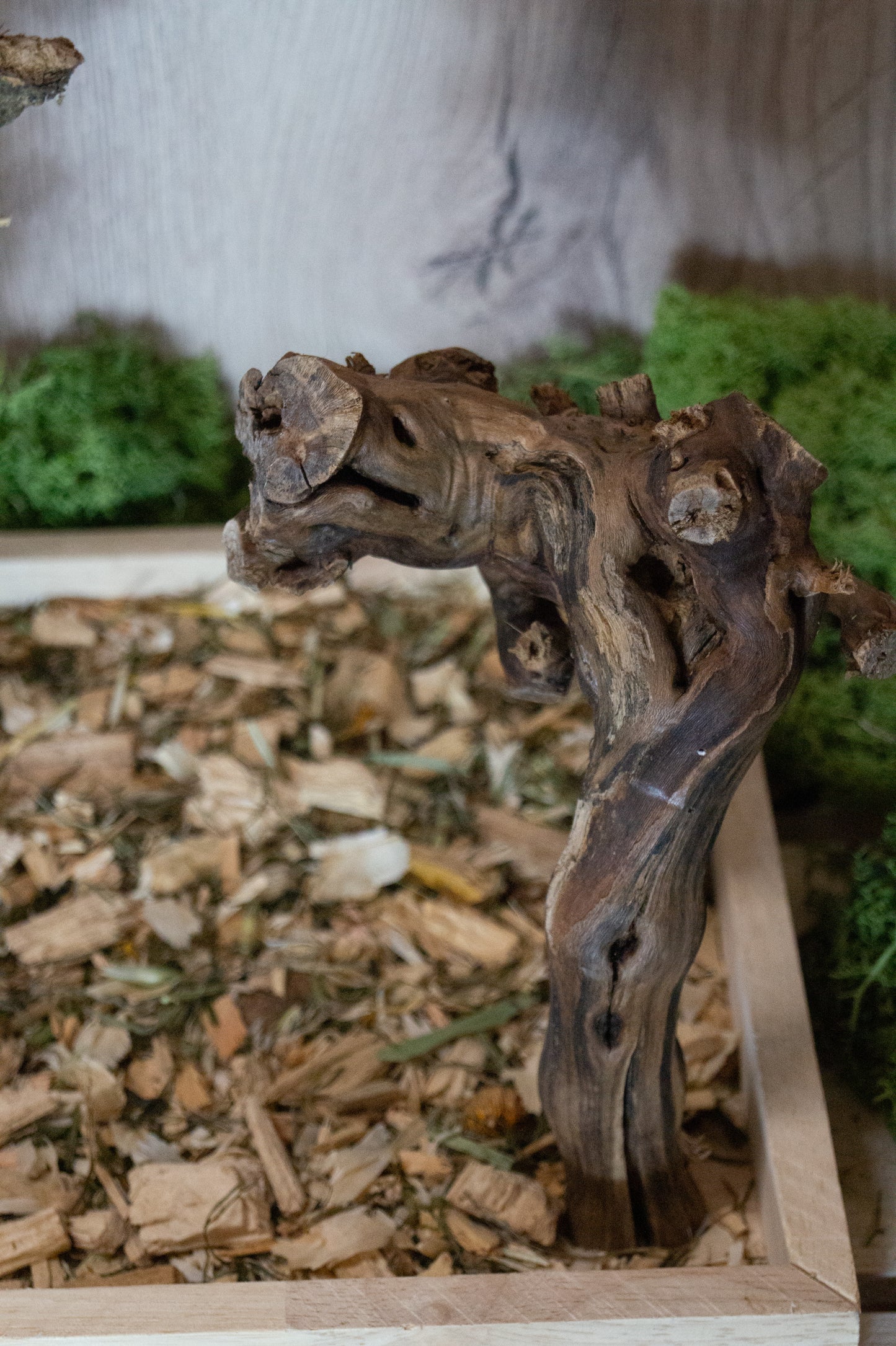 Freisitz aus Kork & dicker Weinrebe mit quadratischer Wühlkiste Nr.2 (Unikat)