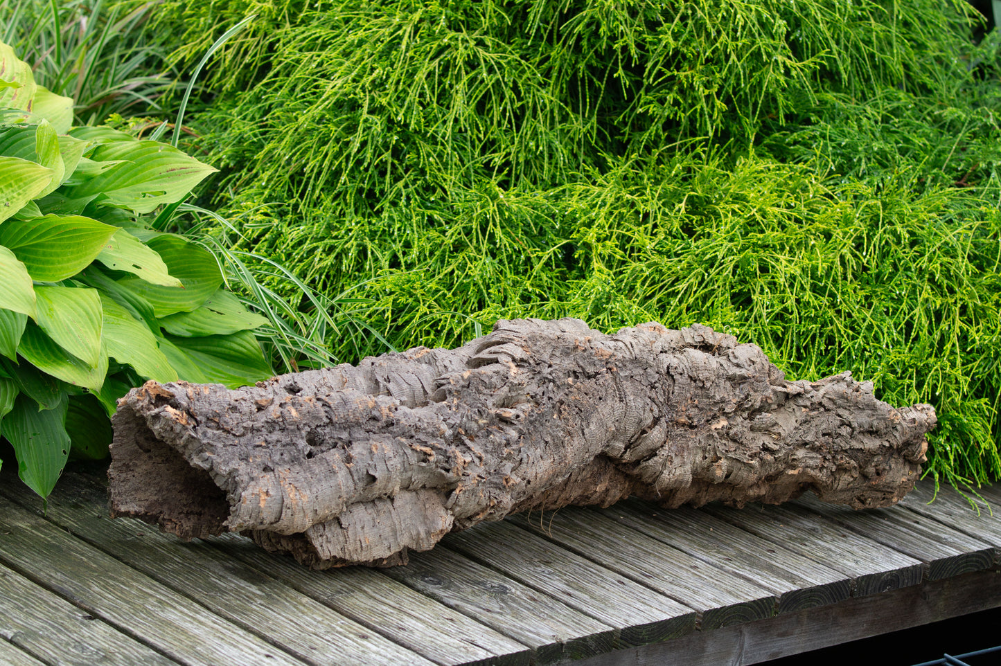 Kork - Röhre -Nr.15- Lang