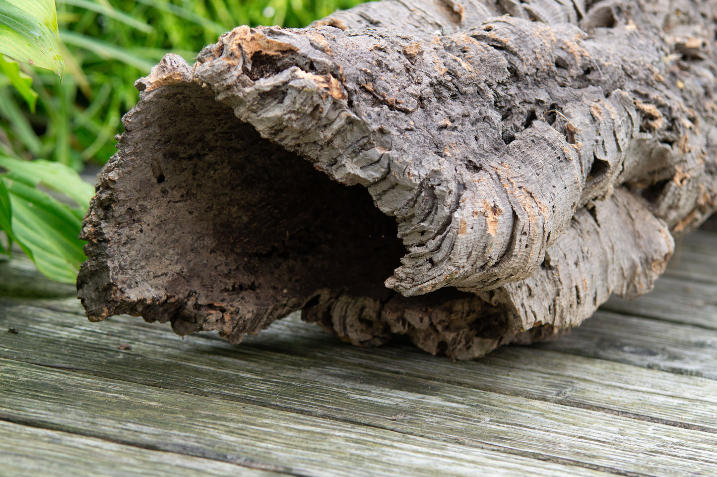 Kork - Röhre -Nr.15- Lang