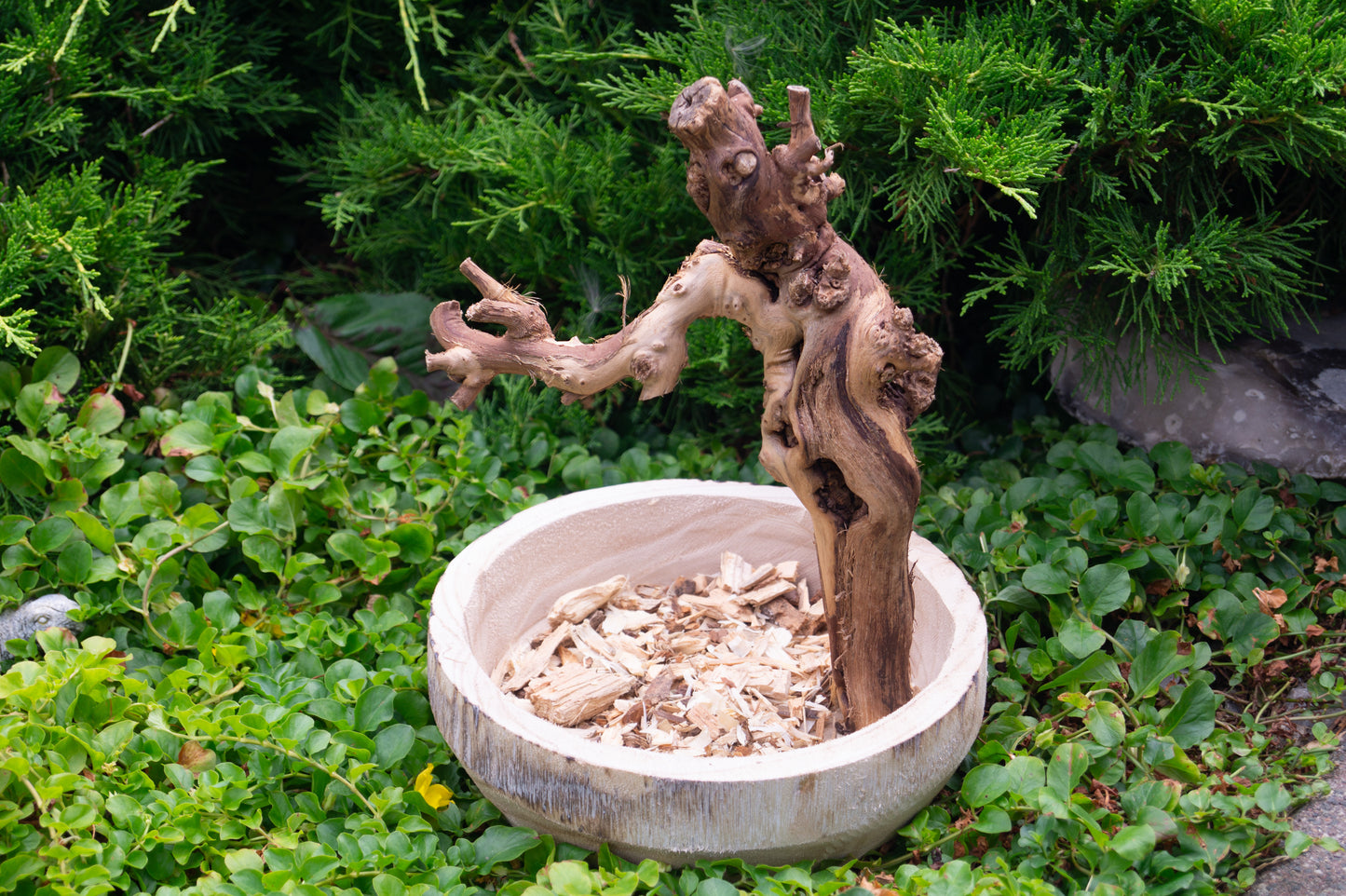 Freisitz Weinrebe mit Wühlschale Nr. 2 (Unikat)
