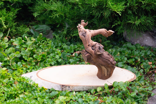 Freisitz Weinrebe auf ovaler Birke Nr.2 (Unikat)